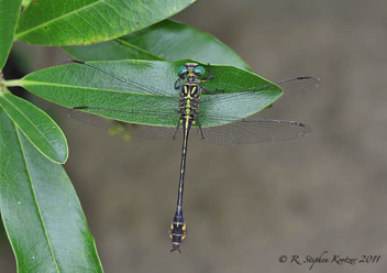 Stylurus townesi, male